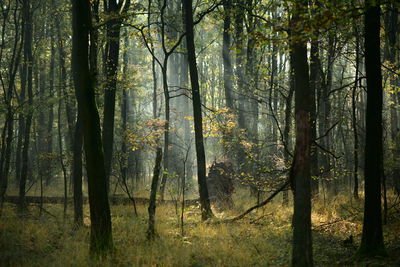 Trees in forest