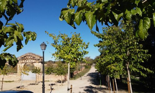 Trees against clear sky