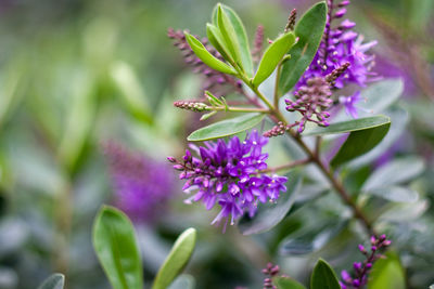 Close-up of purple flowers blooming outdoors