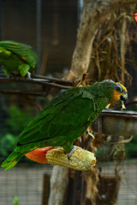 Close-up of parrot perching on leaf