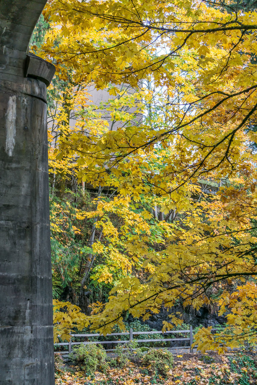 CLOSE-UP OF TREE WITH YELLOW LEAVES