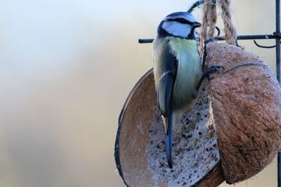 Close-up of bluetit on food