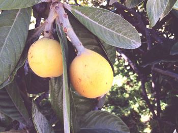 Close-up of plant growing on tree