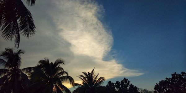 Low angle view of palm trees against sky