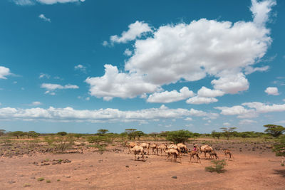 Camela walking on the chalbi desert