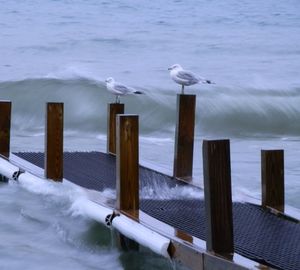 Seagulls on wooden post in sea during winter