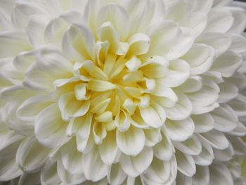 Close-up of white dahlia