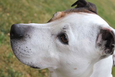 Close-up of a dog looking away