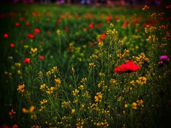 Close-up of red flowering plants on field