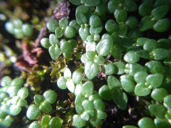 Close-up of green leaves