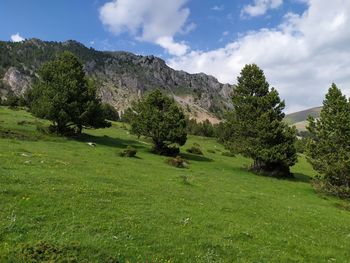 Scenic view of trees on field against sky