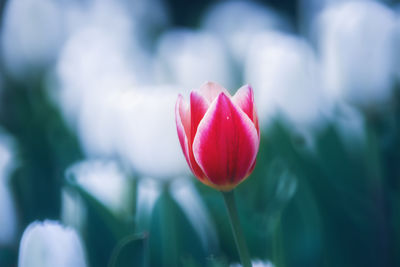Close-up of pink tulip