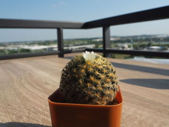 Close-up of succulent plant on table