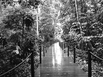 Footbridge amidst trees