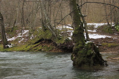 Stream flowing by river in forest