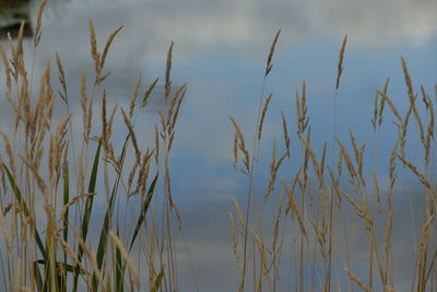 Close-up of wheat growing on field against sky