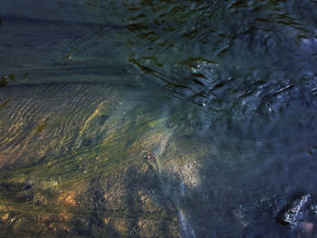 Reflection of trees in water