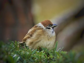 Close-up of bird perching on field