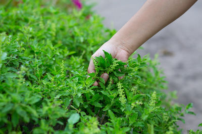 Low section of woman holding plant