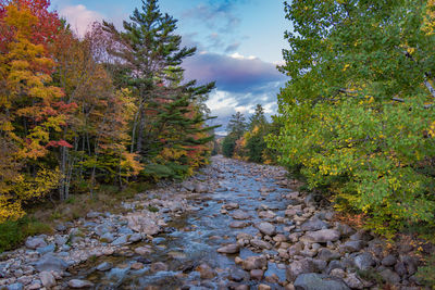 Dirt road amidst trees against sky during autumn