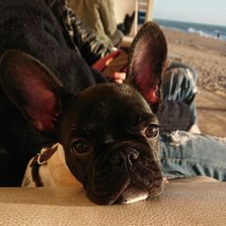 Close-up portrait of a dog