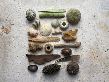 High angle view of sea shells and nature on stone table 