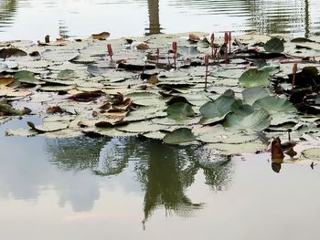 Reflection of plants in lake