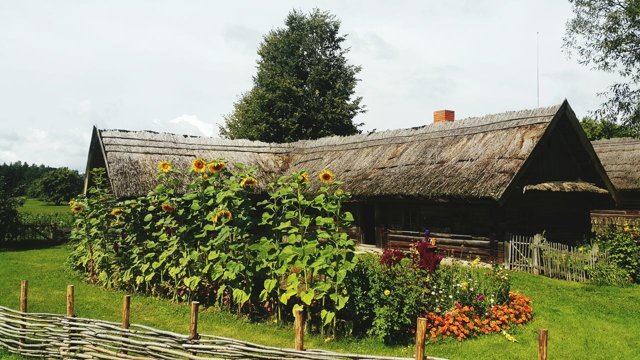 FLOWERS GROWING OUTSIDE HOUSE