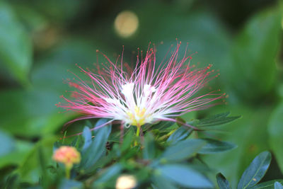Close-up of fresh flowers blooming outdoors
