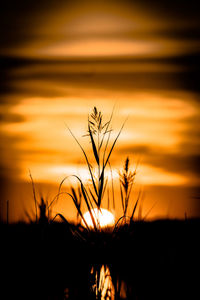 Close-up of silhouette plants on field against orange sky