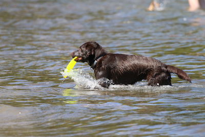 Dog in lake