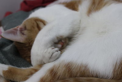 Close-up of cat sleeping