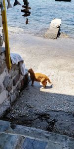 High angle view of a cat