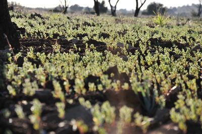 Close-up of flowering plants on field