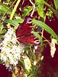 Close-up of butterfly pollinating on flower