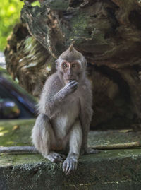 Portrait of monkey sitting on stone wall