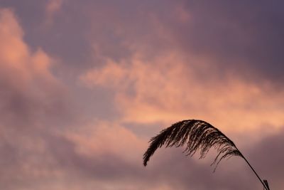 Low angle view of silhouette bird against sky during sunset