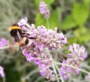 Close-up of bee on purple flower