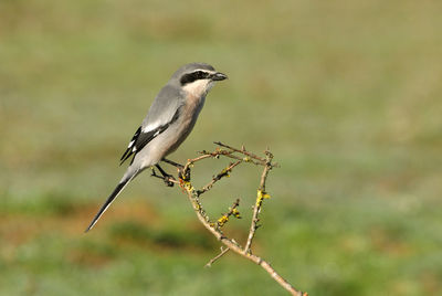 Close-up of bird perching on twig