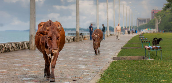 Cows walking on footpath at sea shore against cloudy sky