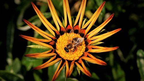 Close-up of honey bee pollinating on flower