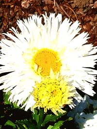 Close-up of yellow flowering plant