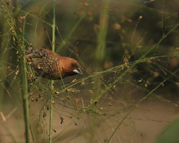 Close-up of bird perching on plant