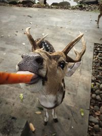 Close-up of feeding deer