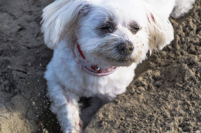 Close-up portrait of dog