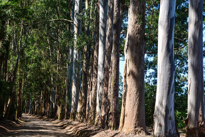 Trees in forest