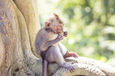 Close-up of monkey infant feeding on tree