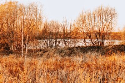 Dry grass on field against sky