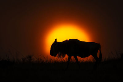 Blue wildebeest