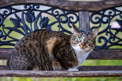 Close-up portrait of cat sitting outdoors